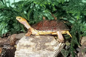 Scarce: McCord's Box Turtle - Mccord's box turtle is only
