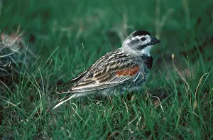 Longspur: McCown's Longspur