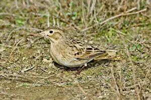 Longspur: McCown's Longspur