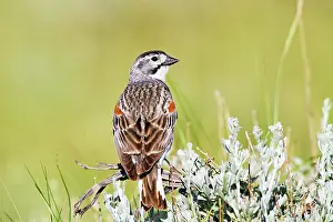 Longspur: McCown's Longspur - Male singing on territory in July