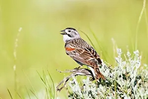 Longspur: McCown's Longspur - Male singing on territory in July