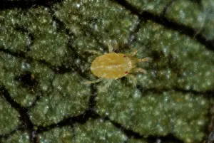 Acari: McDaniel spider mite