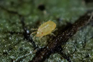 Acari: McDaniel spider mite