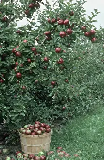 Picked: McIntosh Apples