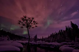 Peter Mather: McIntyre Creek near Whitehorse in winter snow and