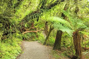 Overgrown: McLean Falls Walk, The Catlins, Otago, South Island