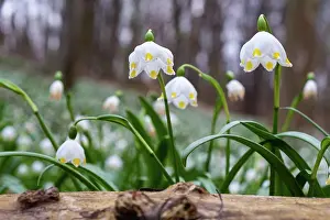 Amaryllidaceae: Mcrzenbecher Teufelsmauer Ballenstedt Gegensteine