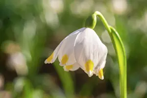 Amaryllidaceae: Mcrzenbecher Teufelsmauer Ballenstedt Gegensteine