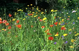 Identified: Meadow