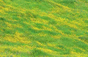 Blissful: Meadow