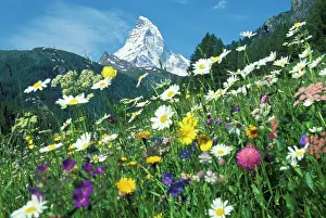 Proportion: Meadow