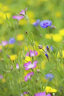 Blissful: Meadow
