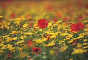 Optimism: Meadow