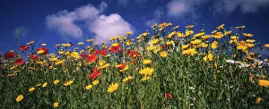 Cheery: Meadow