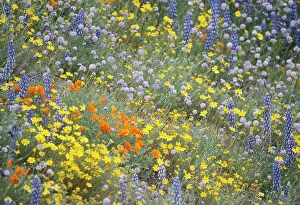 Chaos: Meadow