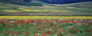 Reminiscent: Meadow