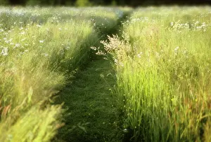 Relationship: Meadow