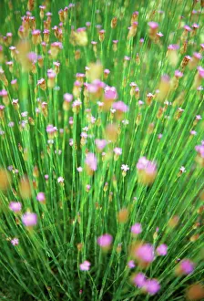 Lots: Meadow