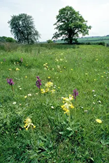 Cowslips: MEADOW - Ancient pasture with cowslips and orchids