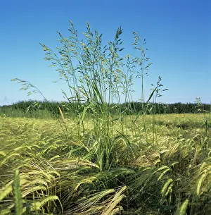 Vulgare: Meadow Brome in Barley Crop