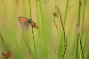 Maniola: Meadow Brown