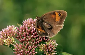 Maniola: Meadow Brown