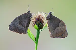 Maniola: Meadow Brown