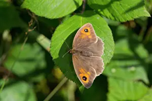 Maniola: Meadow Brown Butterfly