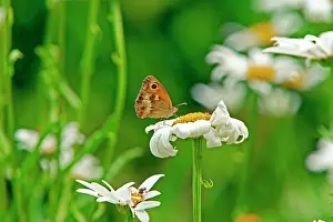 Maniola: Meadow Brown Butterfly