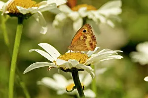 Maniola: Meadow Brown Butterfly