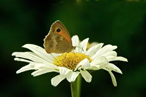 Maniola: Meadow Brown Butterfly