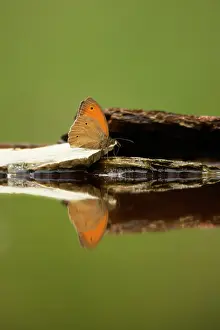 Maniola: Meadow Brown Butterfly - Drinking at pool