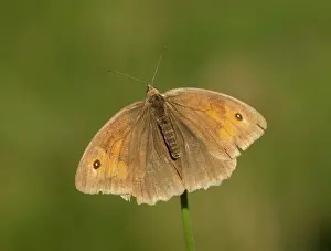 Trust: Meadow Brown Butterfly - female resting with wings
