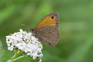 Maniola: Meadow Brown Butterfly - on flower