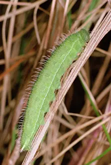 Maniola: Meadow Brown Butterfly - larvae