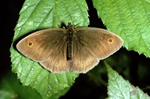 Maniola: Meadow Brown Butterfly - male