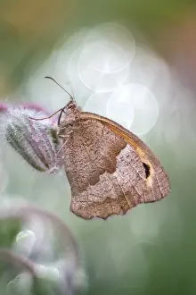 Maniola: Meadow Brown butterfly, Norfolk UK