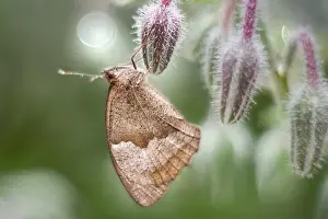 Maniola: Meadow Brown butterfly, Norfolk UK
