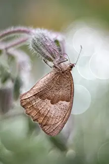 Maniola: Meadow Brown butterfly, Norfolk UK