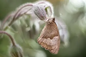 250417: Meadow Brown butterfly, Norfolk UK