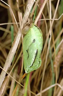 Maniola: Meadow Brown Butterfly - pupa