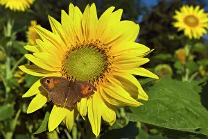 Maniola: Meadow Brown Butterfly on sunflower (Helianthus