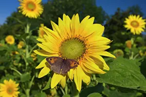 Maniola: Meadow Brown Butterfly on sunflower (Helianthus