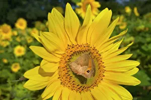 Maniola: Meadow Brown Butterfly on sunflower (Helianthus