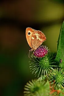 Maniola: Meadow Brown Butterfly - on thistle