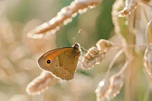 Maniola: Meadow Brown Butterfly - UK