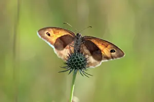 Jurtina: Meadow Brown Butterfly - warming itself in early