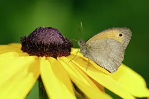 Maniola: Meadow Brown Butterfly - with wings closed in garden