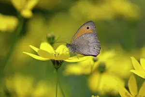 Maniola: Meadow Brown Butterfly - with wings closed in garden