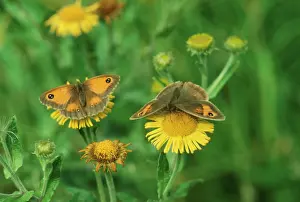 Maniola: Meadow Brown and Hedge Brown / Gatekeeper (Pyronia